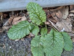 Attēlu rezultāti vaicājumam “Jacobaea vulgaris leaf”