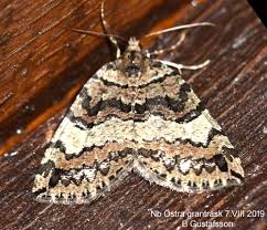 Attēlu rezultāti vaicājumam “Hydriomena furcata”