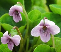 Attēlu rezultāti vaicājumam “Viola palustris”