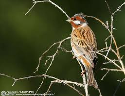 Image result for Emberiza leucocephalos