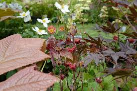 Attēlu rezultāti vaicājumam “Geum rivale leaf”