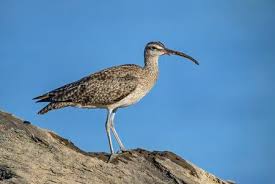 Attēlu rezultāti vaicājumam “Numenius phaeopus”