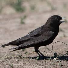 Image result for Melanocorypha yeltoniensis