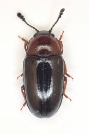 Attēlu rezultāti vaicājumam “Triplax russica”