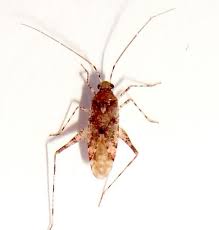 Attēlu rezultāti vaicājumam “Phytocoris sp.”