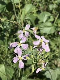 Attēlu rezultāti vaicājumam “Raphanus sativus flower”
