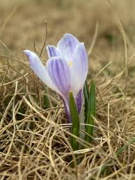 Attēlu rezultāti vaicājumam “Crocus vernus subsp. vernus”