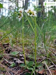 Attēlu rezultāti vaicājumam “Moneses uniflora flower”