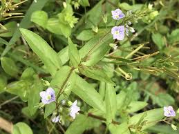 Attēlu rezultāti vaicājumam “Veronica anagallis-aquatica flower”