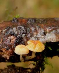 Attēlu rezultāti vaicājumam “Mycena acicula”