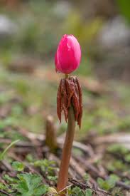 Attēlu rezultāti vaicājumam “Podophyllum hexandrum fruit”