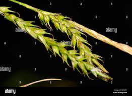 Attēlu rezultāti vaicājumam “Carex sylvatica fruit”