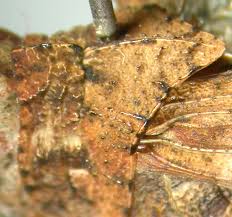 Attēlu rezultāti vaicājumam “Oedipoda caerulescens”