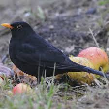 Attēlu rezultāti vaicājumam “Turdus merula male”