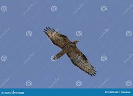 Attēlu rezultāti vaicājumam “Pernis apivorus adult”