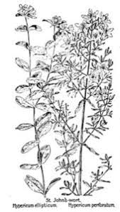 Attēlu rezultāti vaicājumam “Hypericum perforatum fruit”