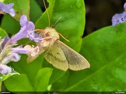 Attēlu rezultāti vaicājumam “Physarum luteolum macro”