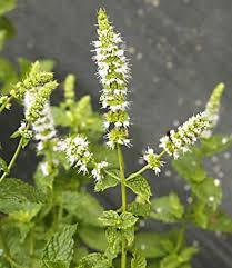 Attēlu rezultāti vaicājumam “Mentha spicata flower”