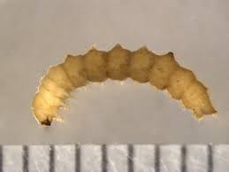 Attēlu rezultāti vaicājumam “Mordellidae”