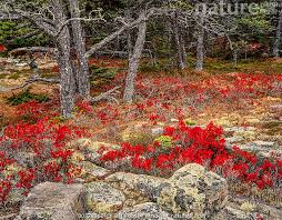 Attēlu rezultāti vaicājumam “Vaccinium angustifolium”