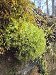 Attēlu rezultāti vaicājumam “Hymenostylium recurvirostrum macro”