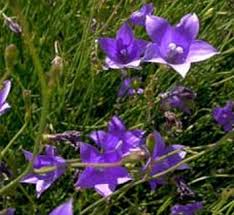 Attēlu rezultāti vaicājumam “Pohlia wahlenbergii var. calcarea”