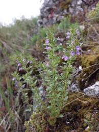 Attēlu rezultāti vaicājumam “Acinos arvensis flower”