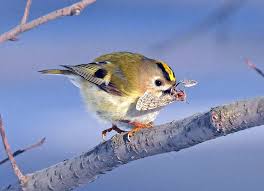 Attēlu rezultāti vaicājumam “Regulus regulus adult”