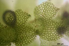 Attēlu rezultāti vaicājumam “Calypogeia”