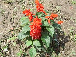 Image result for Salvia splendens