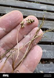 Attēlu rezultāti vaicājumam “Stuckenia pectinata leaf”