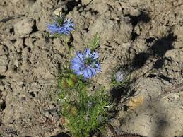 Image result for Nigella damascena