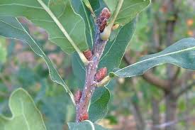 Attēlu rezultāti vaicājumam “Quercus robur male flower”