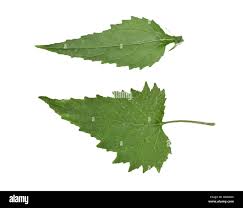 Attēlu rezultāti vaicājumam “Campanula trachelium leaf”