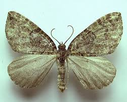 Attēlu rezultāti vaicājumam “Hydriomena furcata”