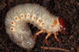 Attēlu rezultāti vaicājumam “Oryctes nasicornis larva”