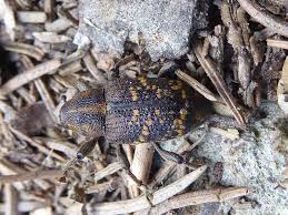 Attēlu rezultāti vaicājumam “Hylobius pinastri”