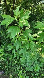 Attēlu rezultāti vaicājumam “Ambrosia artemisiifolia leaf”