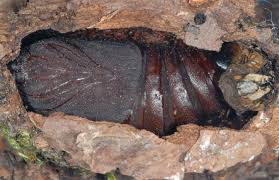 Attēlu rezultāti vaicājumam “Cerura vinula larva”