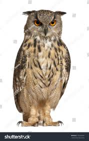 Attēlu rezultāti vaicājumam “Bubo bubo”