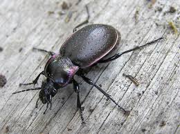 Attēlu rezultāti vaicājumam “Carabus nemoralis”
