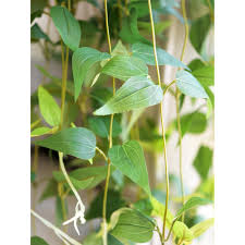 Attēlu rezultāti vaicājumam “Clematis leaf”