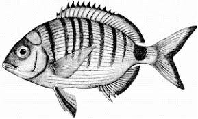 Image result for Diplodus kotschyi