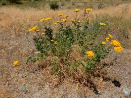 Image result for Achillea filipendulina