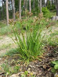 Attēlu rezultāti vaicājumam “Luzula multiflora”