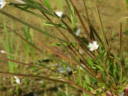 Attēlu rezultāti vaicājumam “Epilobium palustre flower”