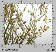 Attēlu rezultāti vaicājumam “Melilotus wolgicus”