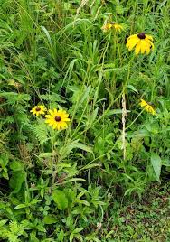 Attēlu rezultāti vaicājumam “Rudbeckia hirta var. hirta leaf”