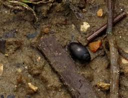 Attēlu rezultāti vaicājumam “Ilybius sp.”