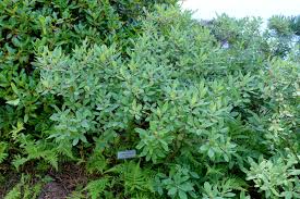 Attēlu rezultāti vaicājumam “Rhododendron canadense”